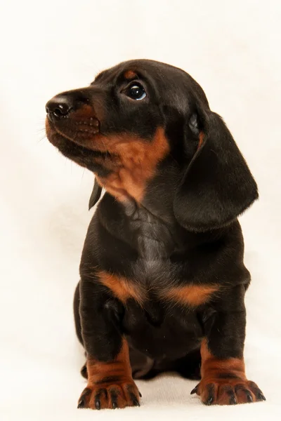 Puppy dachshund. — Stock Photo, Image