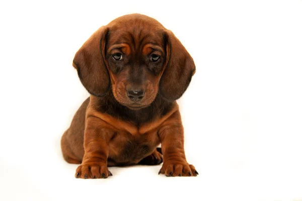 Puppy dachshund. — Stock Photo, Image