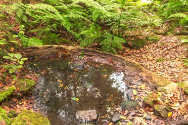 Yosunlu taşlar ve düşen yapraklarla dolu orman göleti. Çevre tasarımı için doğal yeşil-kahverengi doku.