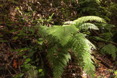 Ağaçların ve yosunların arasında yeşil eğreltiotu yaprakları yetişiyor. Vahşi bitkilerin doğal arka planı.
