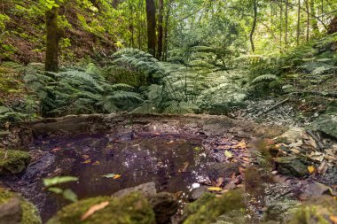 Yeşil yosun, taş ve kuru yapraklı orman suyu kaynağı. Doğal ormanın huzurlu manzarası.