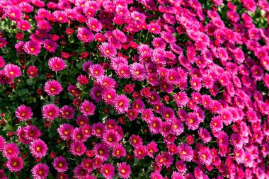 Beautiful pink chrysanthemums with yellow centers blooming in the garden. Bright floral background symbolizing beauty, freshness, and autumn mood.