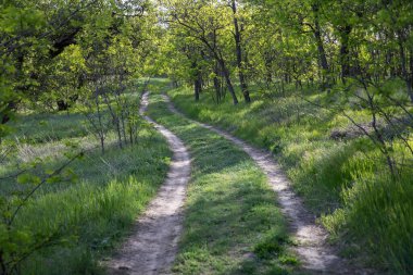 Country road winding through a green spring forest with young trees and fresh grass. Peaceful natural scene symbolizing travel, relaxation, and rural life.