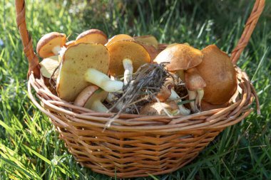 Güneşli bir havada yeşil çimlerin üzerine taze toplanmış mantarlarla dolu bir sepet. Orman hasadı, organik gıda ve açık hava eğlencesi kavramı..