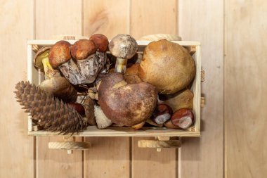 Taze orman mantarları ve çam kozalakları açık ahşap bir masaya yerleştirilmiş küçük tahta bir kutuda toplandı. Sonbahar hasat konsepti, organik gıda ve doğal orman ürünleri..