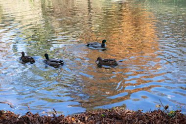 Group of wild ducks swimming on a calm lake with reflections of autumn trees. Peaceful nature scene symbolizing wildlife, tranquility, and seasonal beauty.
