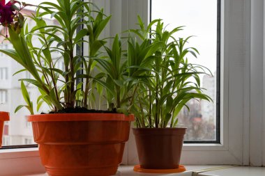 Fresh green indoor plant growing near a window with natural light. Concept of home gardening, eco lifestyle, and peaceful interior decoration.