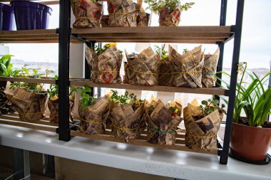 Eski bir gazeteye sarılı bitkiler ve pencere kenarındaki ahşap bir rafa yerleştirilmiş yaratıcı ev bahçesi fikri. Çevre dostu ve şık iç dekorasyon konsepti.