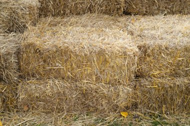 Straw bales on farm field surrounded by autumn trees, symbol of harvest season, agriculture and countryside lifestyle.