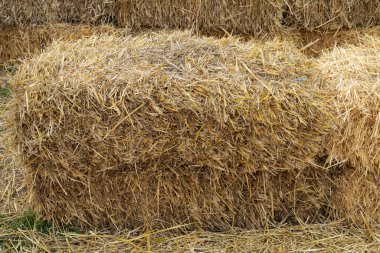 Straw bales on farm field surrounded by autumn trees, symbol of harvest season, agriculture and countryside lifestyle.