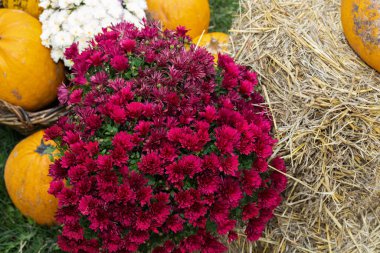 Red chrysanthemums and pumpkins placed on hay bale creating cozy autumn composition symbolizing harvest, countryside lifestyle and natural beauty.