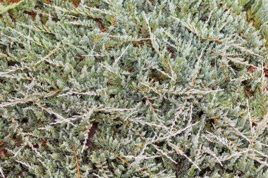 Green juniper branches with frosty texture creating a natural background. Evergreen plant symbolizing freshness, winter nature and eco concept.
