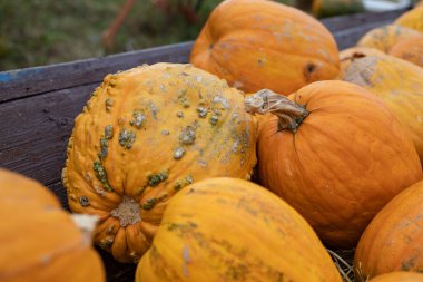 Rustic pumpkins with natural texture and imperfections lying on wooden table during autumn harvest. Organic vegetables symbolizing fall season, farming, and healthy lifestyle.