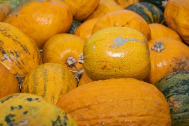 Group of orange and green pumpkins symbolizing Thanksgiving, abundance, and autumn harvest. Perfect for festive food, seasonal decoration, and rural lifestyle themes.