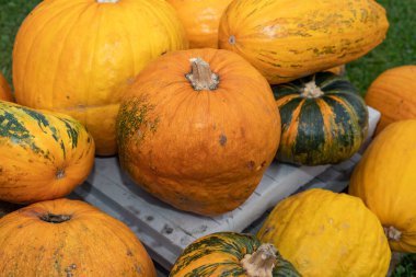 Ripe orange and yellow pumpkins with rustic texture symbolizing autumn harvest and organic farming.