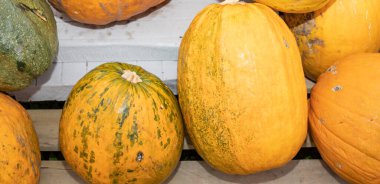 Ripe orange and yellow pumpkins with rustic texture symbolizing autumn harvest and organic farming.