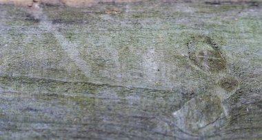 Yeşil yosun dokusuyla kaplı eski ahşap tahta, ekolojik tasarım ve organik temalar için doğal arka plan