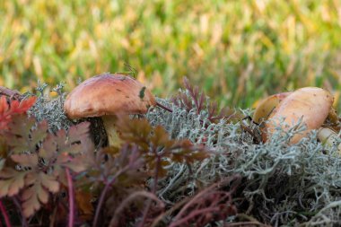 Forest mushrooms with moss and lichen on wooden surface in natural light