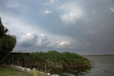 Windy river landscape with green reeds and cloudy sky after rain, natural scenery symbolizing freshness and calmness of nature
