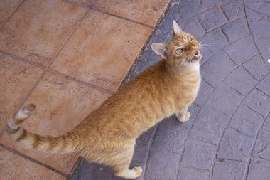 Kiremit kaplı zeminde duran kızıl kedi evcil hayvan sevgisi ve hayvan iletişiminin sembolünü miyavlıyor.