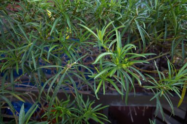 Yellow flower of Thevetia peruviana among green leaves in summer garden