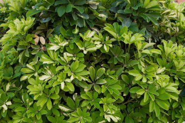 Yeşil tropikal yapraklar parlak doku ve taze görünüme sahip doğal arka planı oluşturur, doğa tasarımı ve eko temaları için idealdir..