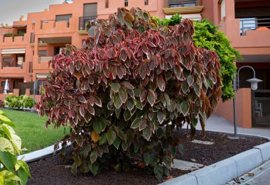 Modern konut binasının yakınında yetişen kırmızı ve pembe yapraklı dekoratif çalılar, süs bahçesi bitkileri..