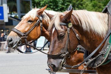 Koşumlu ve dizginli iki kahverengi at binaların ve yeşil ağaçların yanında duruyor.