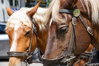 Koşumlu ve dizginli iki kahverengi at binaların ve yeşil ağaçların yanında duruyor.