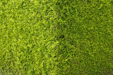 Yoğun yeşil thuja çiti doğal bir yaşam duvarı oluşturuyor. Çevre tasarımı, peyzaj ve doğa için mükemmel..