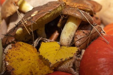 Çuval bezi kabaklı taze Suillus mantarları, sonbahar hasat konsepti.