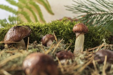 Yeşil yosun ve çam iğneleri arasında yetişen vahşi mantarlar, doğal sonbahar arka planı.