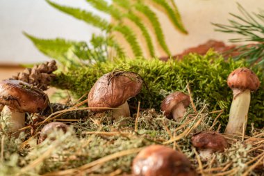 Yeşil yosun ve çam iğneleri arasında yetişen vahşi mantarlar, doğal sonbahar arka planı.