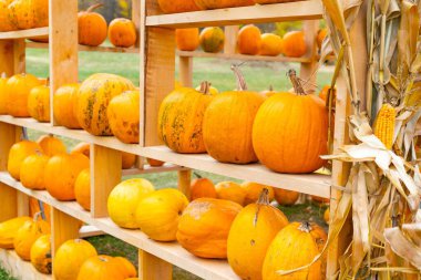 Sonbahar hasat fuarında tahta raflarda balkabakları ve mısır.