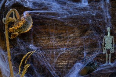 Cadılar Bayramı 'nda iskelet, kurumuş ayçiçeği ve ahşap arka planda örümcek ağlarıyla hayat devam eder.