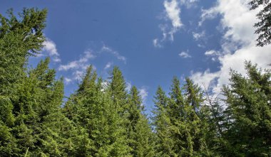 Mavi gökyüzünün altında, beyaz bulutlu, güzel yeşil ladin ormanı