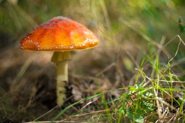 Ormanda yetişen parlak turuncu mantarlar. Güneş ışığı altında, bulanık yeşil arka planda..