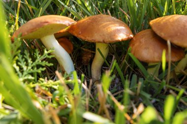 Yeşil çimlerde yetişen bir grup kahverengi mantar. Ormanın güneş ışığında.