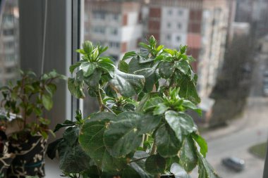 Genç yeşil bitkiler baharın başlarında parlak apartmanın pencere eşiğinde büyüyorlar.