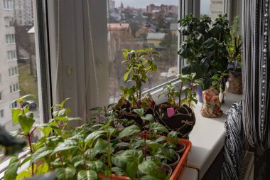 Genç yeşil bitkiler baharın başlarında parlak apartmanın pencere eşiğinde büyüyorlar.