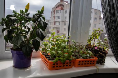 Bahar mevsiminde güneşli apartman pencerelerinde yetişen yeşil saksı bitkileri.