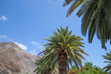 Tropik palmiye ağaçları ve kayalık dağ mavi yaz gökyüzünün altında