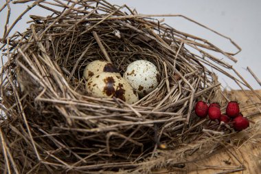 Doğal kuş yuvasında bıldırcın yumurtaları, kuru dallar ve tahta üzerinde kırmızı böğürtlenler.