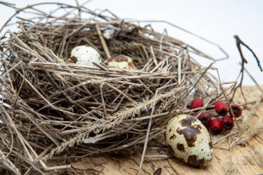 Doğal kuş yuvasında bıldırcın yumurtaları, kuru dallar ve tahta üzerinde kırmızı böğürtlenler.