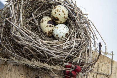 Doğal kuş yuvasında bıldırcın yumurtaları, kuru dallar ve tahta üzerinde kırmızı böğürtlenler.
