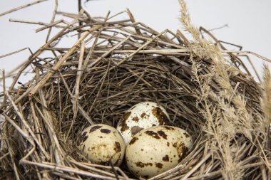 Kuru dal ve samandan yapılmış el yapımı kuş yuvasında üç bıldırcın yumurtası.