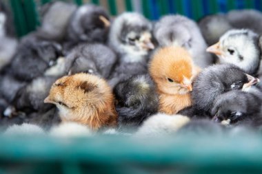 Farklı renklerde küçük tüylü civcivler yeşil plastik kutuda oturuyorlar.