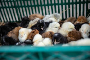 Farklı renklerde küçük tüylü civcivler yeşil plastik kutuda oturuyorlar.