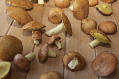 Taze kahverengi mantarlar ahşap arka plan manzarasına saçılmış.