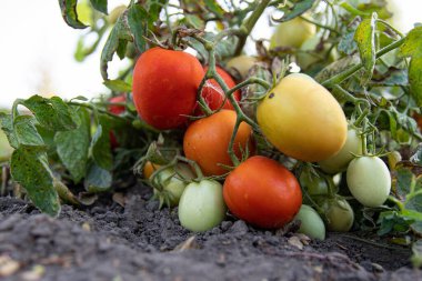 Bahçe çalılıklarında yetişen olgun kırmızı domatesler yaz mevsiminde verimli topraklarda.